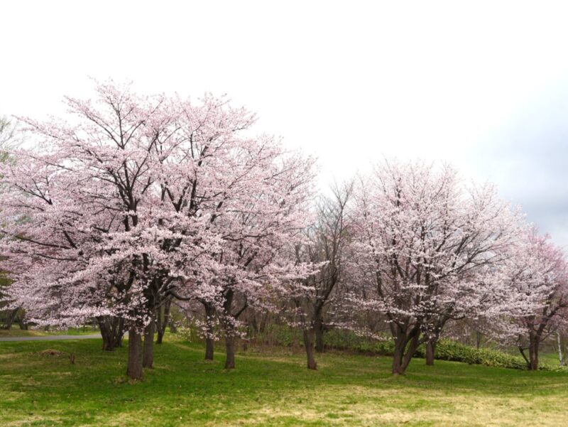 真駒内公園 桜開花状況(情報)2025年