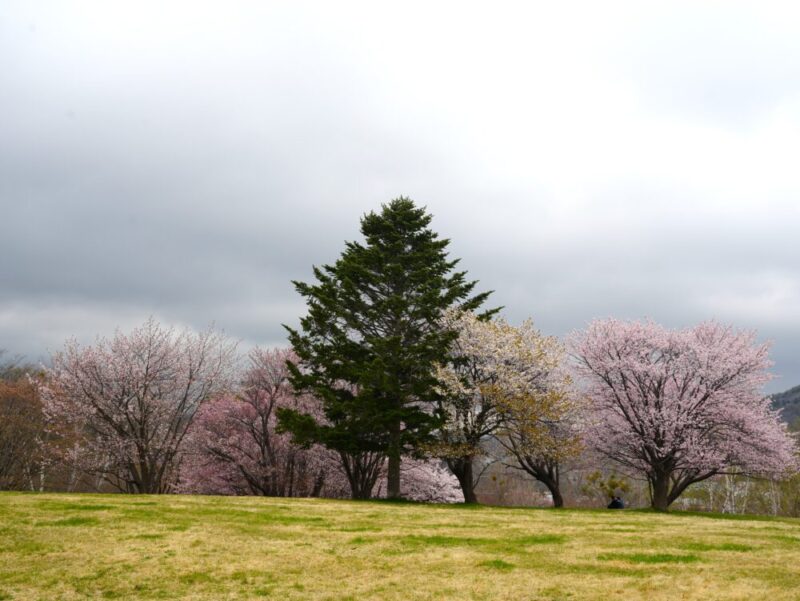真駒内公園 桜開花状況(情報)2025年