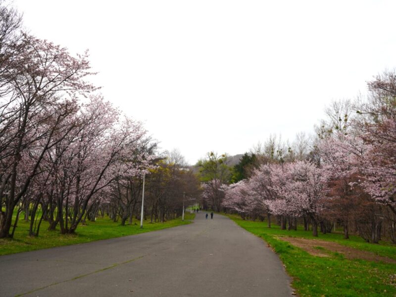 真駒内公園 桜開花状況(情報)2025年