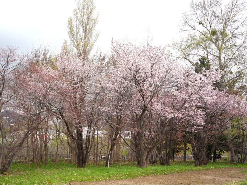 真駒内公園 桜開花状況(情報)2025年
