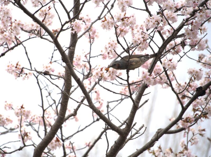 真駒内公園 桜開花状況(情報)2025年