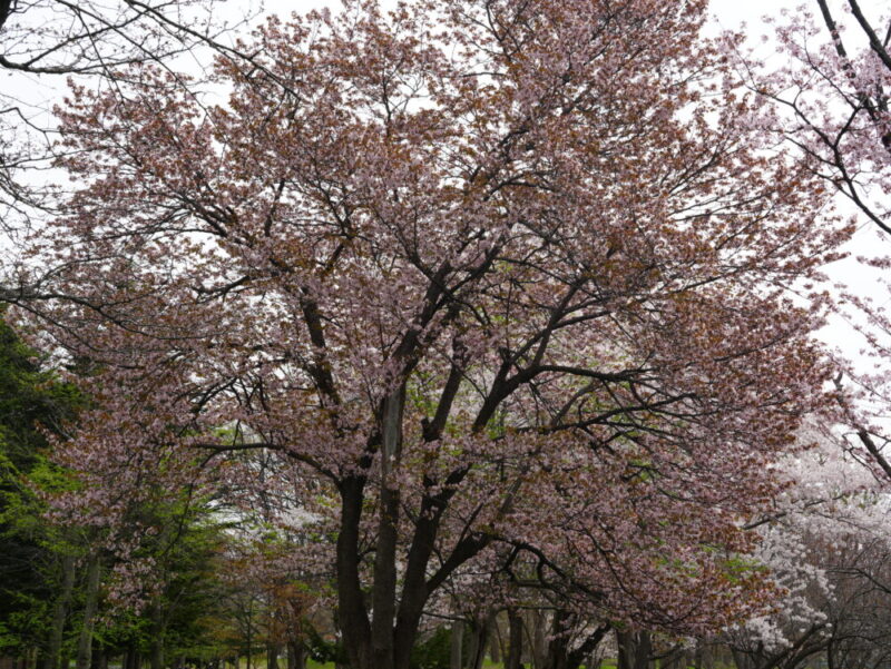 真駒内公園 桜開花状況(情報)2025年