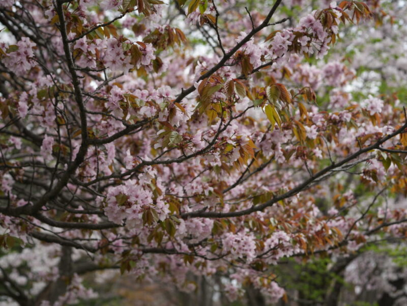 真駒内公園 桜開花状況(情報)2025年