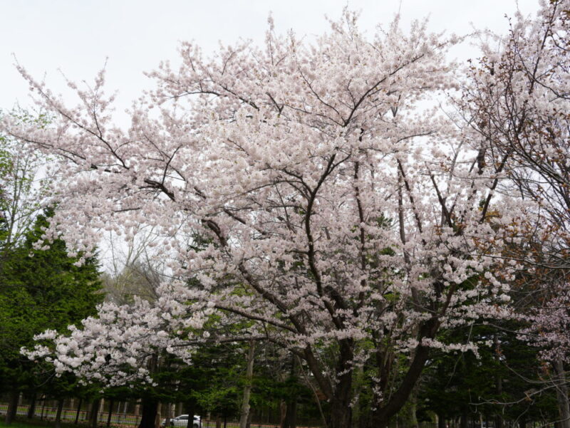 真駒内公園 桜開花状況(情報)2025年