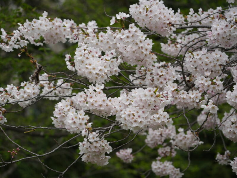 真駒内公園 桜開花状況(情報)2025年