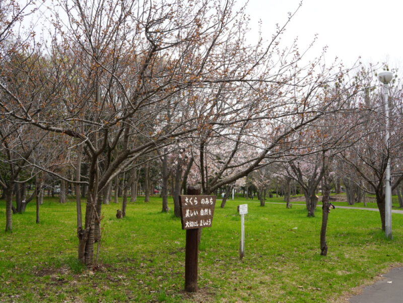 真駒内公園 桜開花状況(情報)2025年