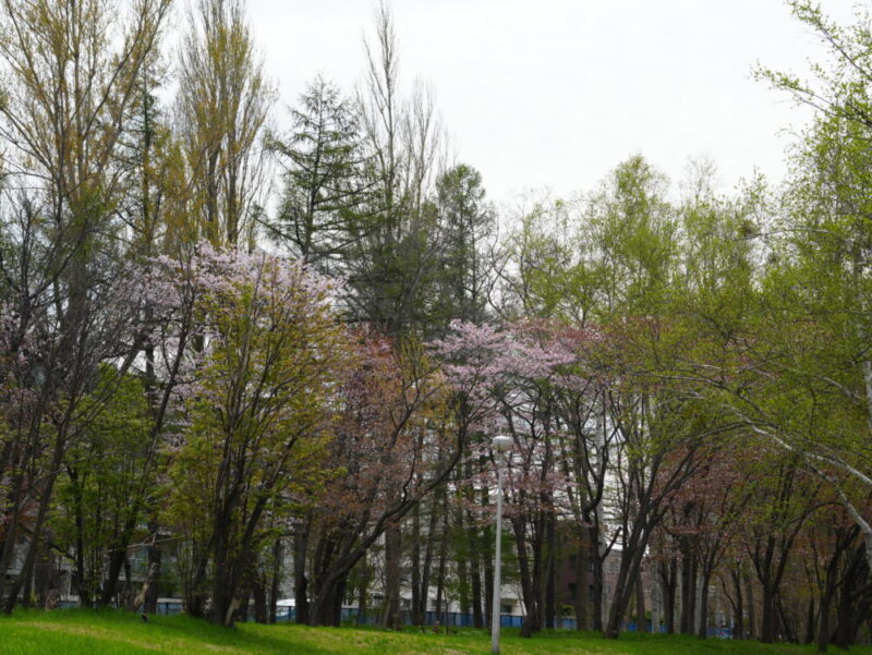 真駒内公園 桜開花状況(情報)2025年