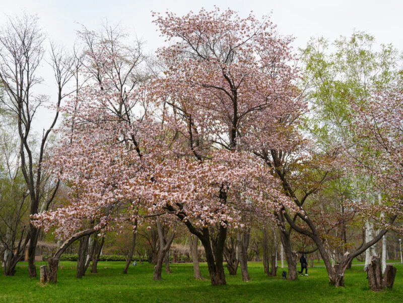 真駒内公園 桜開花状況(情報)2025年