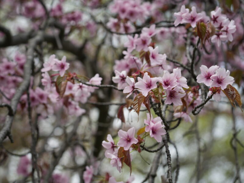 真駒内公園 桜開花状況(情報)2025年
