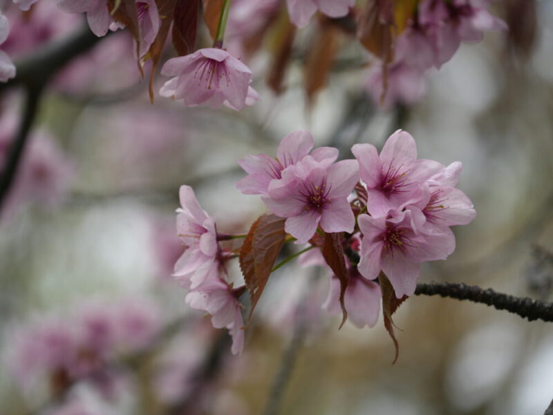 真駒内公園 桜開花状況(情報)2025年