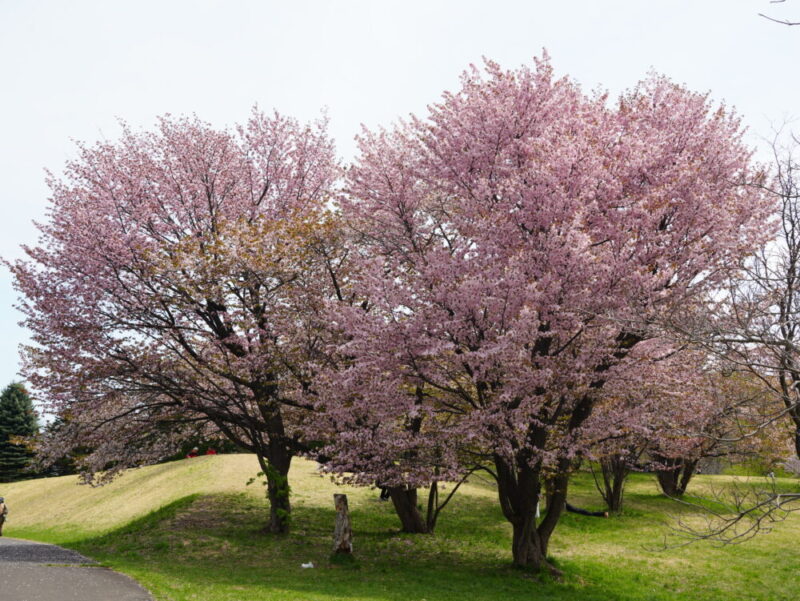 真駒内公園 桜開花状況(情報)2025年