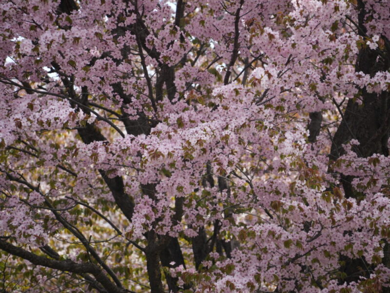 真駒内公園 桜開花状況(情報)2025年