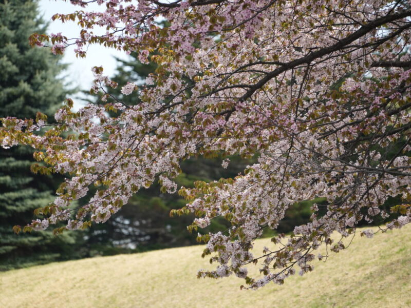 真駒内公園 桜開花状況(情報)2025年