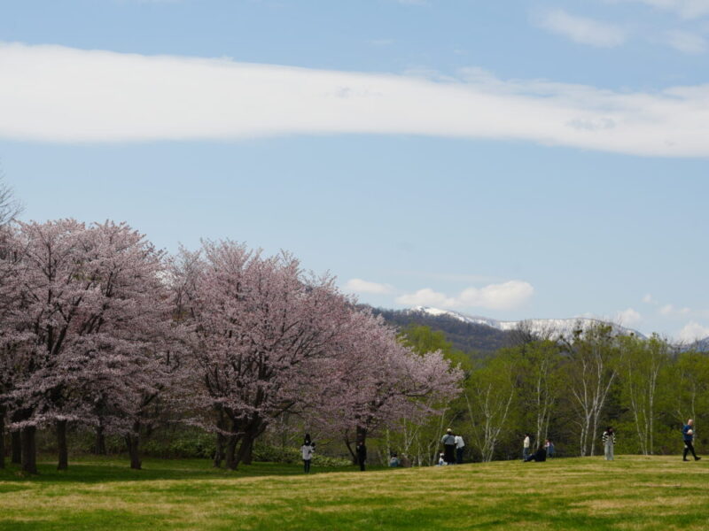 真駒内公園 桜開花状況(情報)2025年