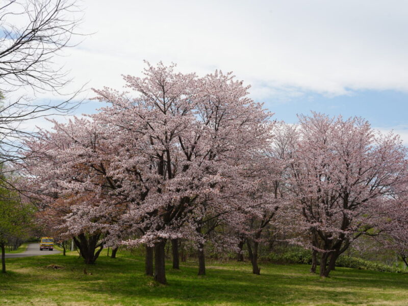 真駒内公園 桜開花状況(情報)2025年