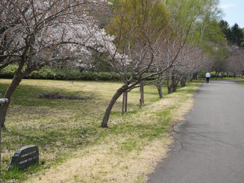 真駒内公園 桜開花状況(情報)2025年