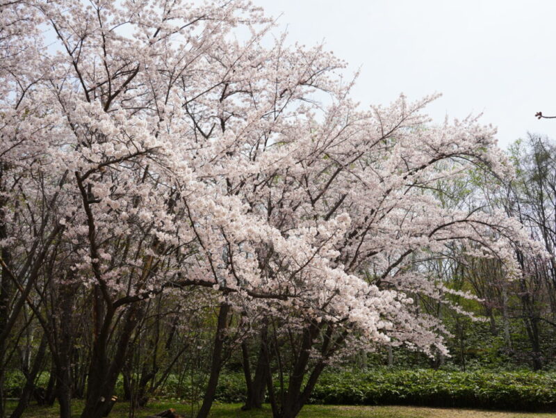 真駒内公園 桜開花状況(情報)2025年