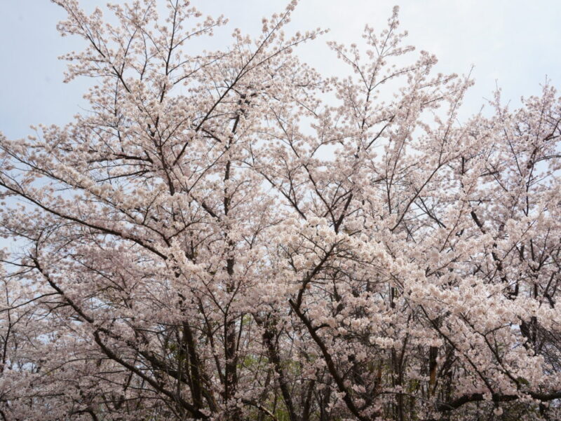 真駒内公園 桜開花状況(情報)2025年