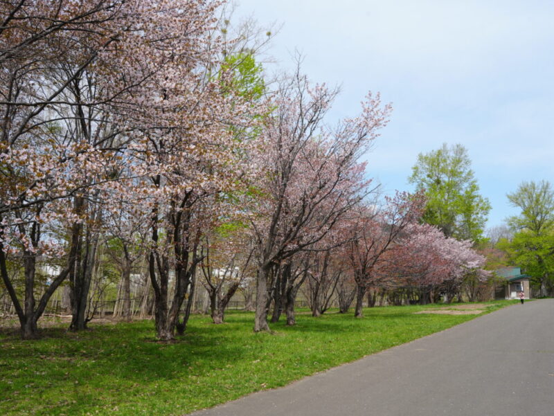 真駒内公園 桜開花状況(情報)2025年