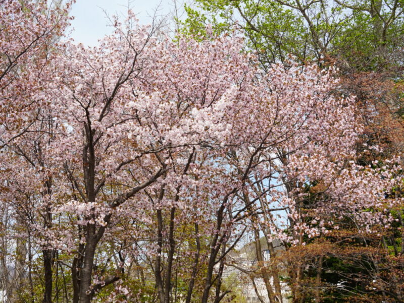 真駒内公園 桜開花状況(情報)2025年