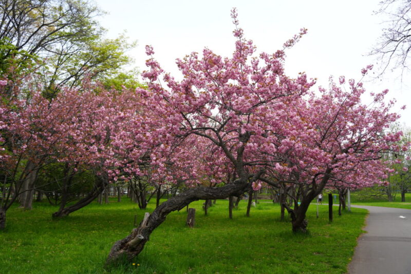 真駒内公園 桜開花状況(情報)2025年