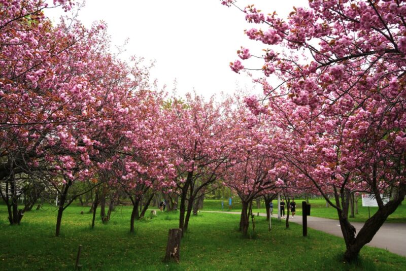 真駒内公園 桜開花状況(情報)2025年