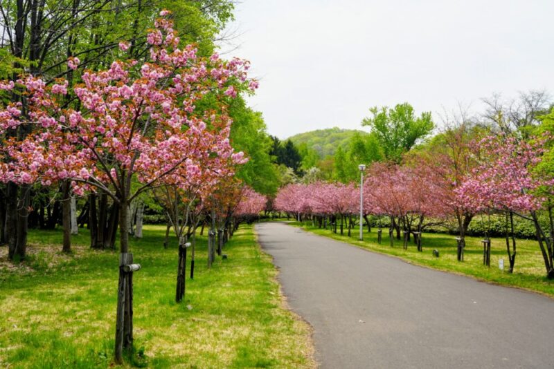 真駒内公園 桜開花状況(情報)2025年