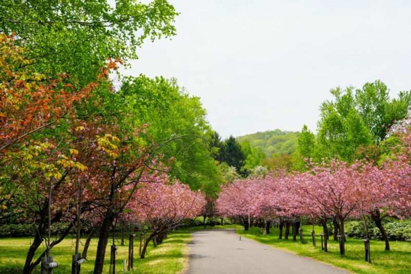 真駒内公園 桜開花状況(情報)2025年
