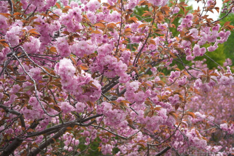 真駒内公園 桜開花状況(情報)2025年