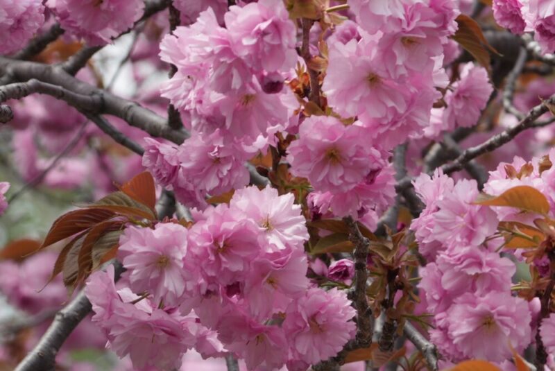 真駒内公園 桜開花状況(情報)2025年