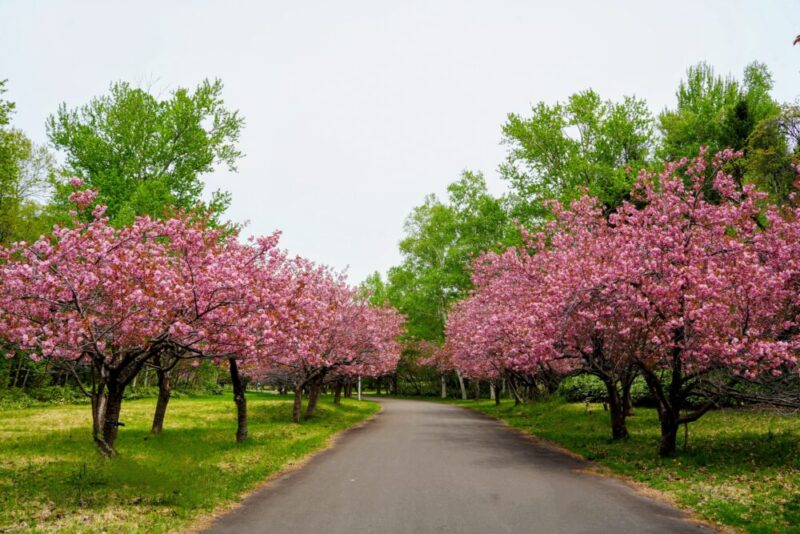 真駒内公園 桜開花状況(情報)2025年