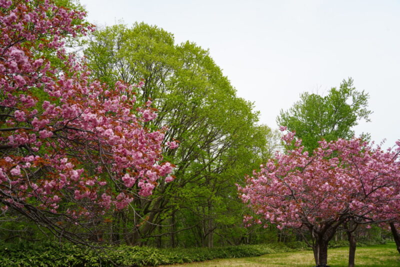 真駒内公園 桜開花状況(情報)2025年