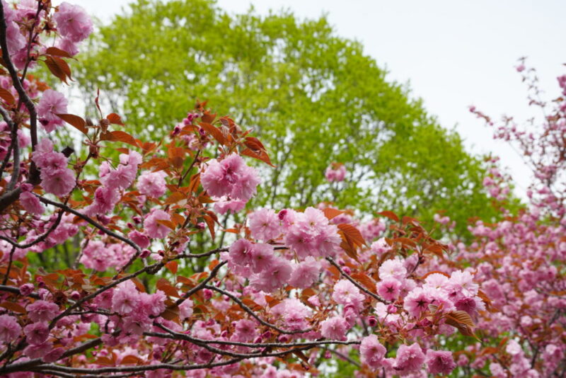 真駒内公園 桜開花状況(情報)2025年