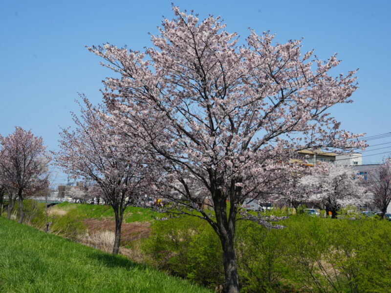 新川さくら並木2025 桜のトンネル 札幌・桜の名所