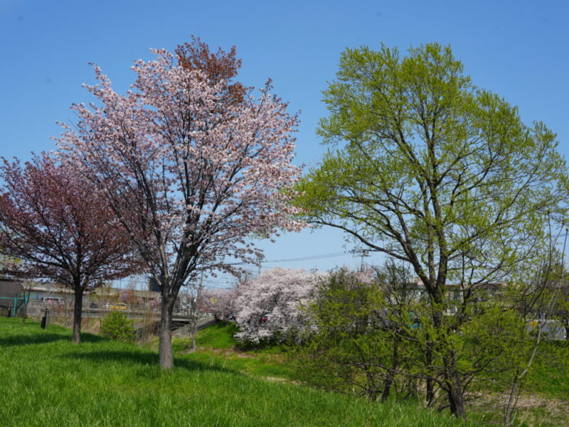 新川さくら並木2025 桜のトンネル 札幌・桜の名所