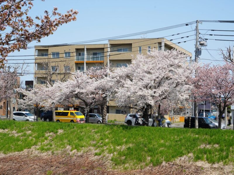 新川さくら並木2025 桜のトンネル 札幌・桜の名所