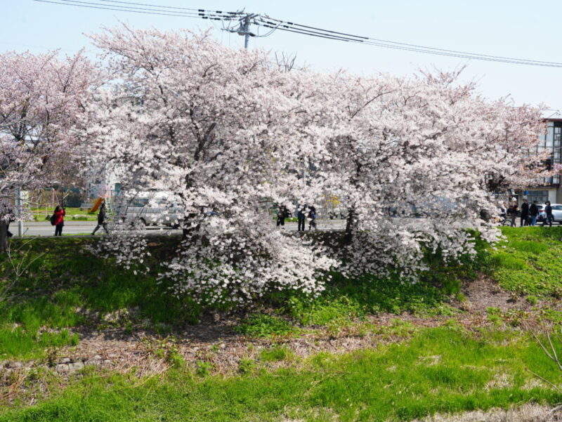 新川さくら並木2025 桜のトンネル 札幌・桜の名所