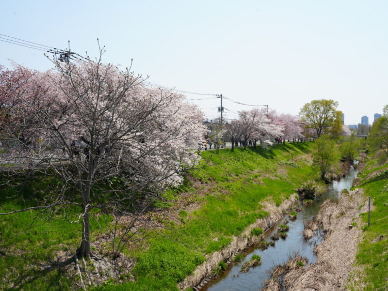 新川さくら並木2025 桜のトンネル 札幌・桜の名所