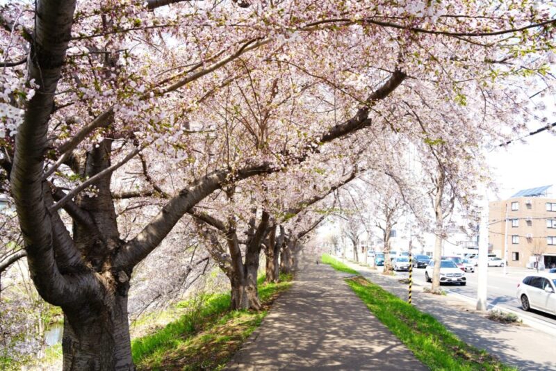新川さくら並木2025 桜のトンネル 札幌・桜の名所
