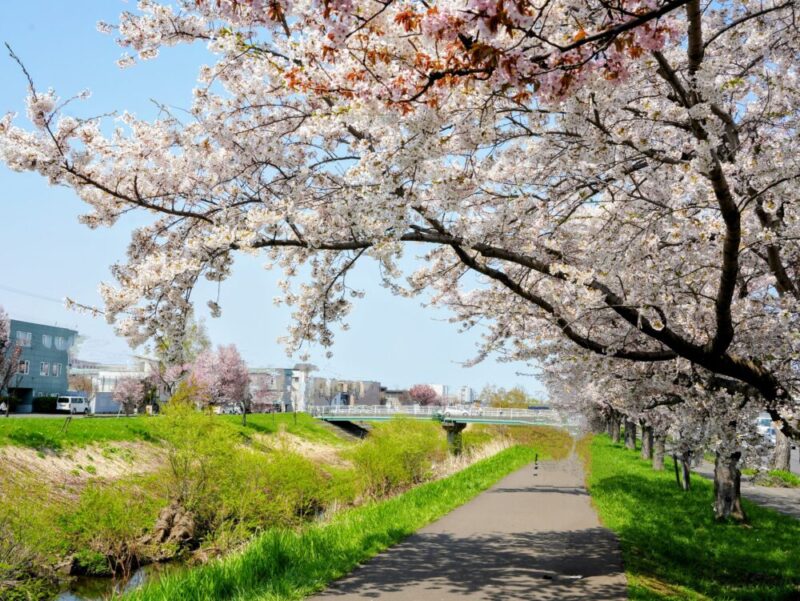 新川さくら並木2025 桜のトンネル 札幌・桜の名所