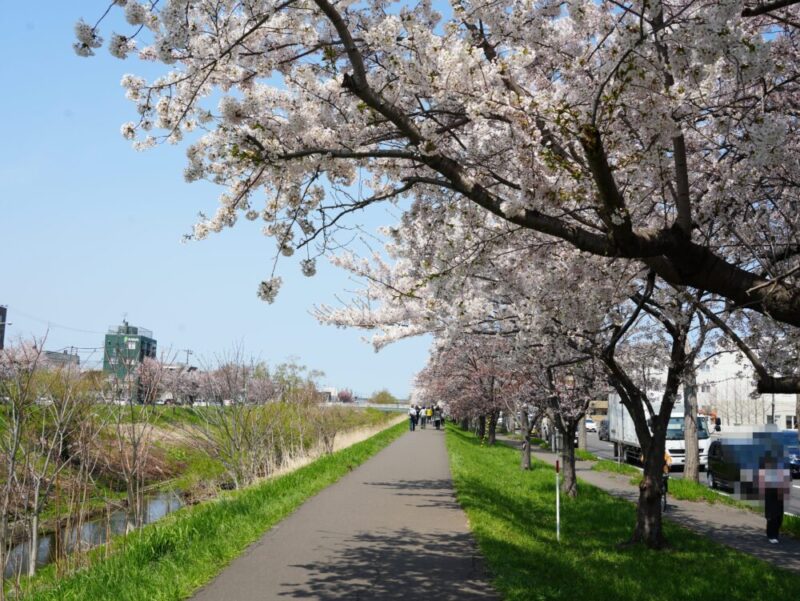 新川さくら並木2025 桜のトンネル 札幌・桜の名所