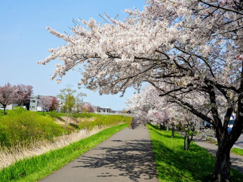 新川さくら並木2025 桜のトンネル 札幌・桜の名所