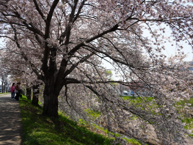 新川さくら並木2025 桜のトンネル 札幌・桜の名所