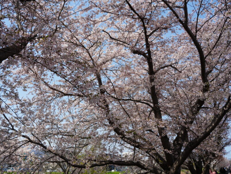 新川さくら並木2025 桜のトンネル 札幌・桜の名所