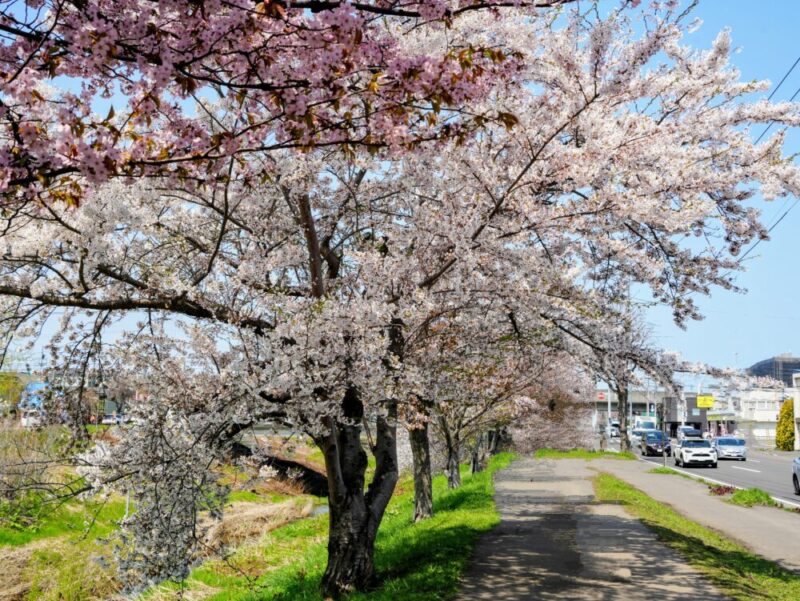 新川さくら並木2025 桜のトンネル 札幌・桜の名所