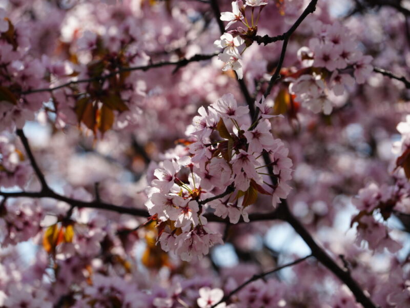新川さくら並木2025 桜のトンネル 札幌・桜の名所