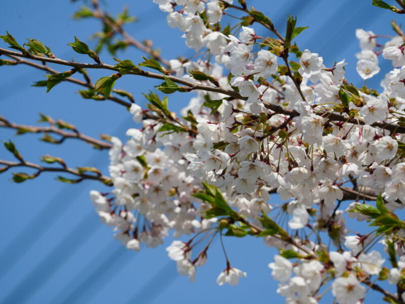 新川さくら並木2025 桜のトンネル 札幌・桜の名所
