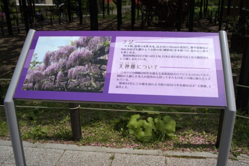 天神藤 案内看板 天神山緑地