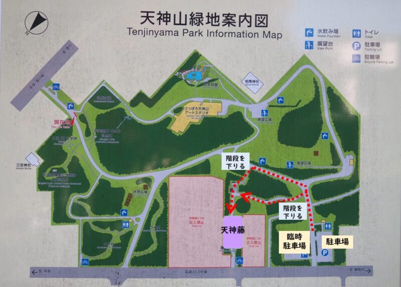 天神藤 2025 天神山緑地