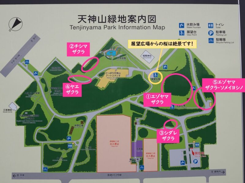 天神山緑地 桜開花状況(情報)2025年